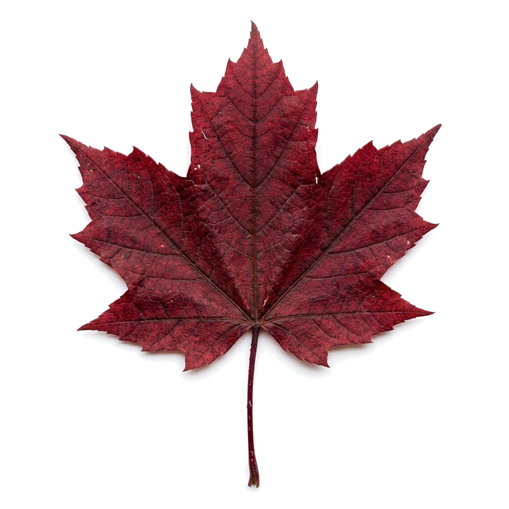Floating Leaf